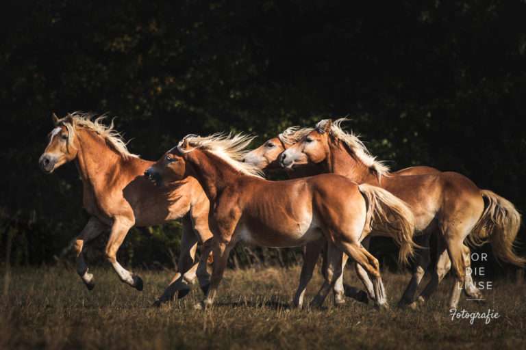 Fine Art Photo Session und Werbefotografie