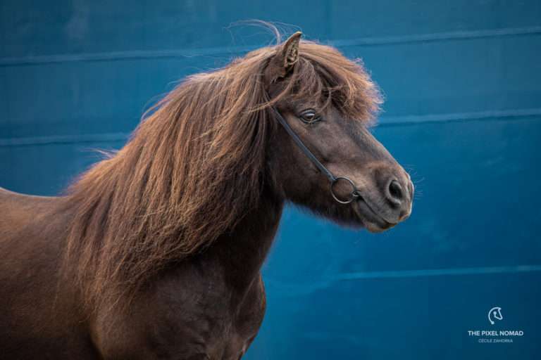 Schwarz in Schwarz Fototrense super slim an einem Pony