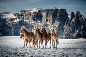 Explorer Tour Italy: Haflinger