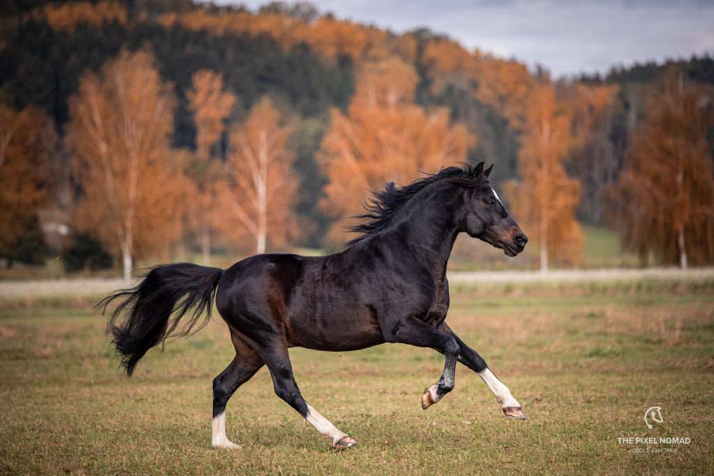 Arenberg-Nordkirchner Pony