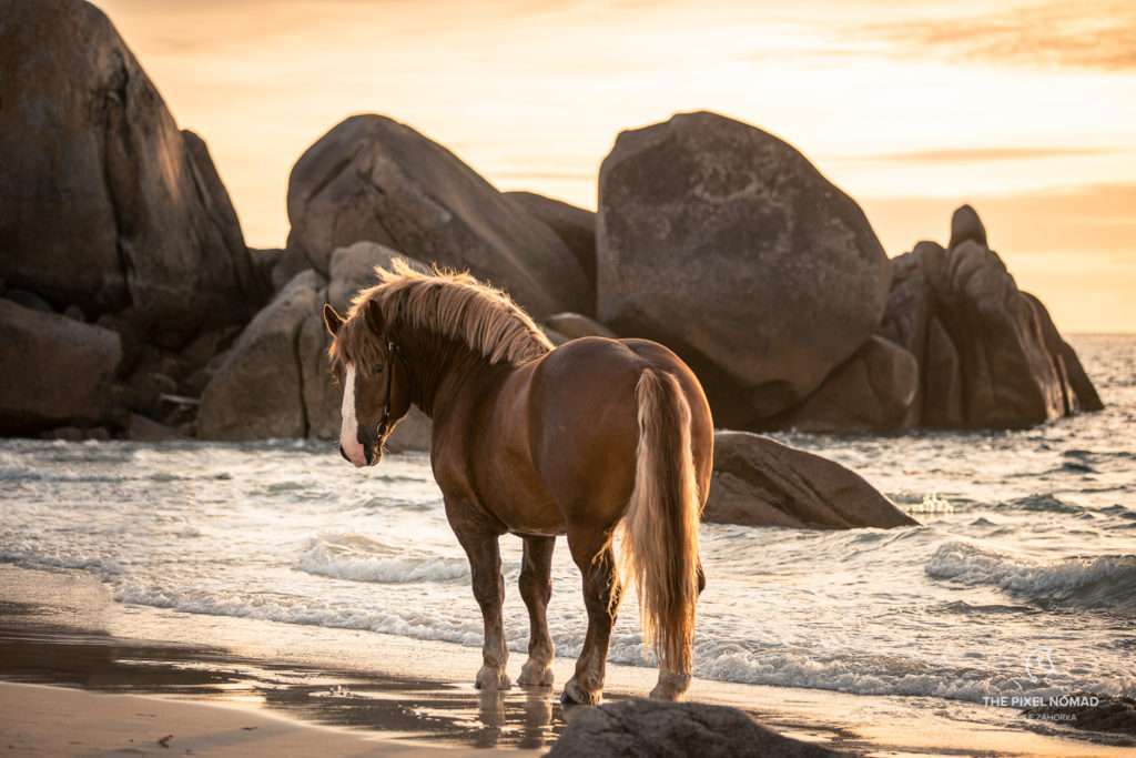 Breton draft horse stallion on the beach