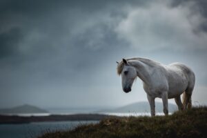 APA 2020 Photo Awards: Equine Explorer