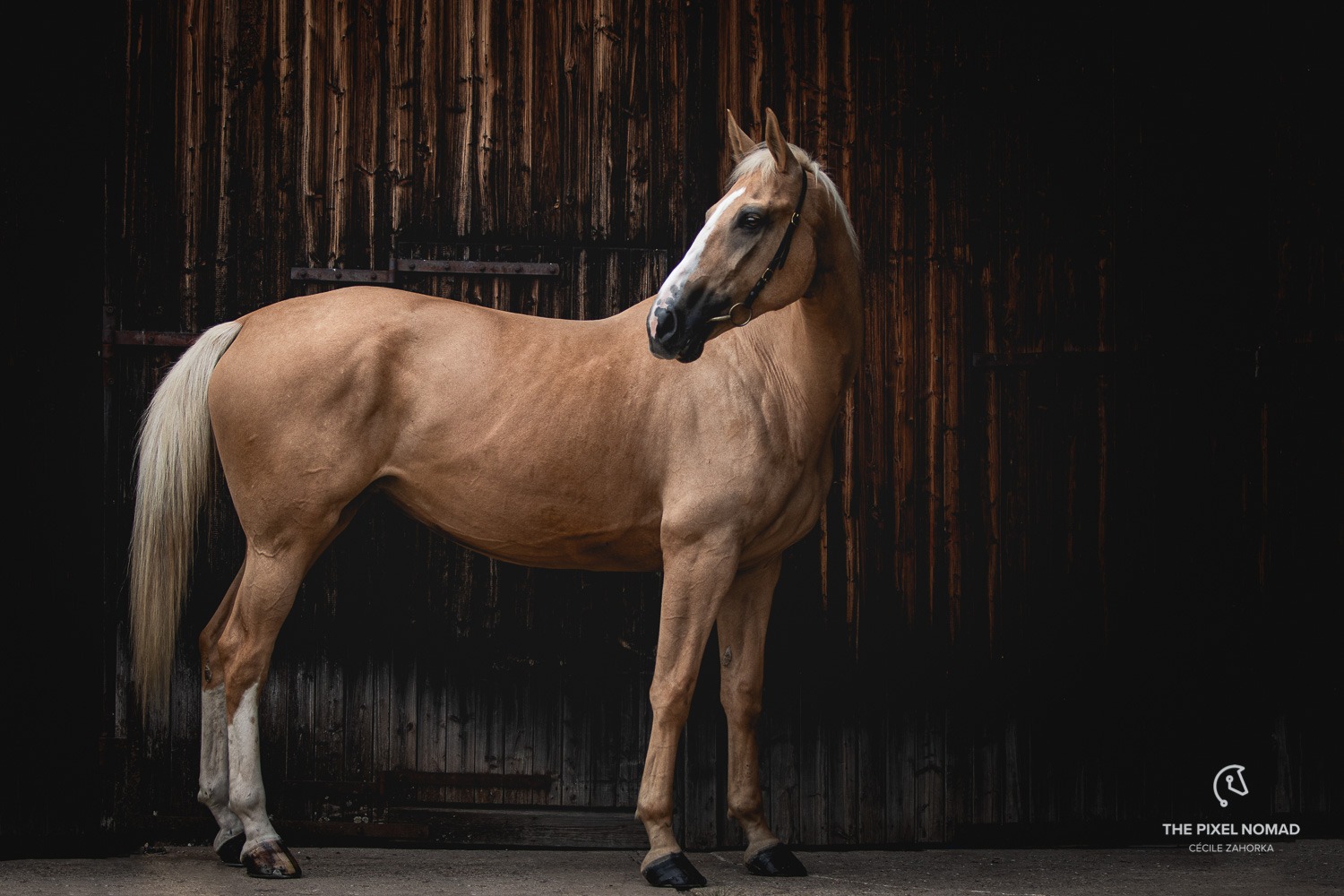 The rare Kinsky horse — Forgotten Horses by The Pixel Nomad