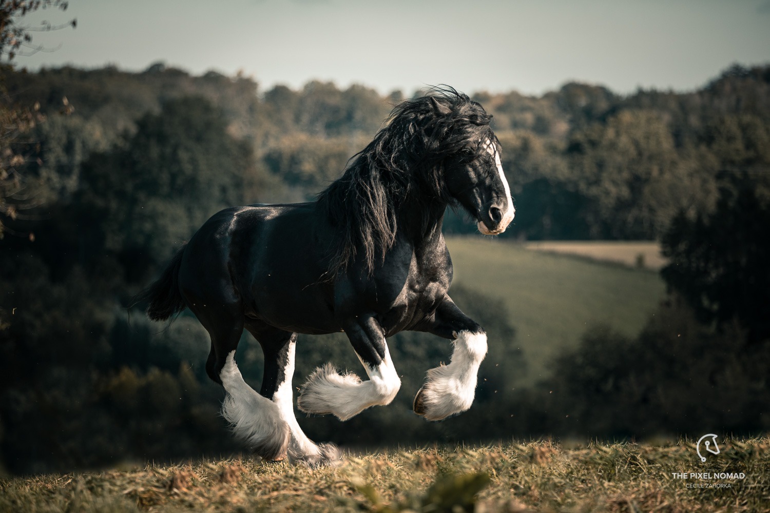 Are Shire horses rare?