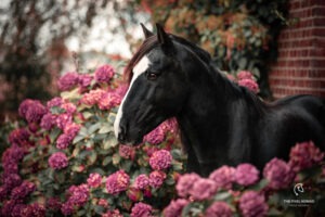 Horse breeds featured in Forgotten Horses the book