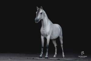 Caspian Horse